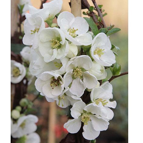 Chaenomeles x superba 'Jet Trail'