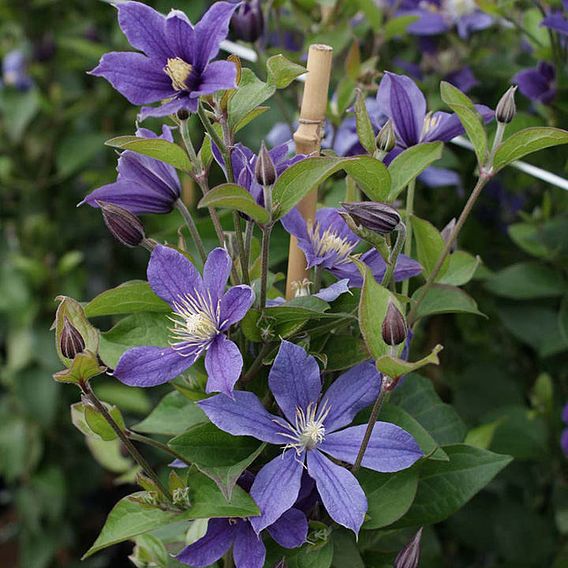 Clematis 'Arabella'