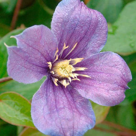 Clematis 'Arabella'