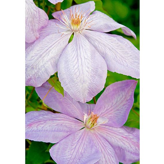 Clematis 'Mrs Cholmondeley'