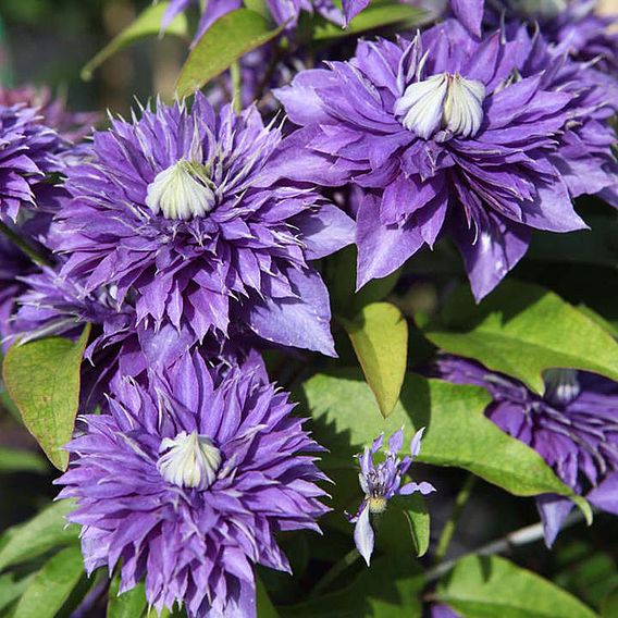 Clematis 'Multi Blue' | Suttons