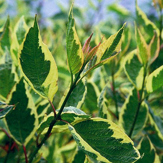 Cornus alba 'Cream Cracker'