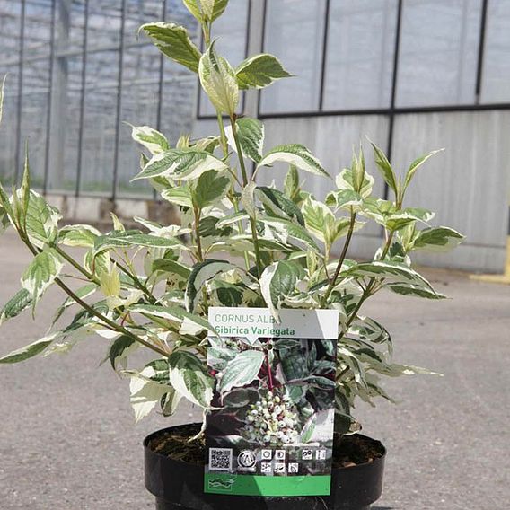 Cornus alba 'Sibirica Variegata' (Hedging)