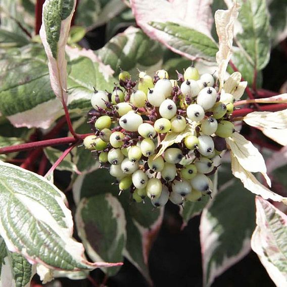 Cornus alba 'Sibirica Variegata' (Hedging)