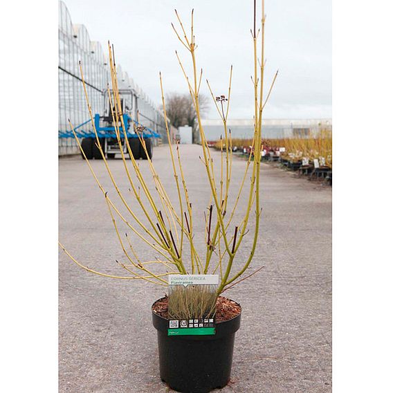 Cornus sericea 'Flaviramea'