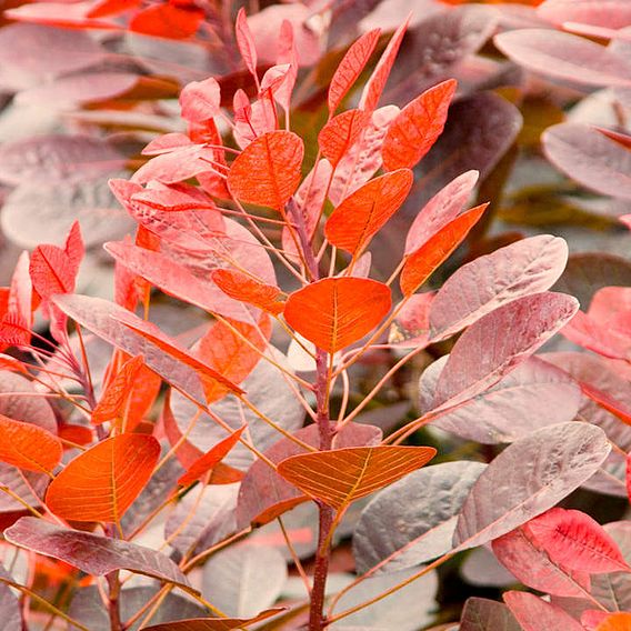 Cotinus coggygria 'Royal Purple'