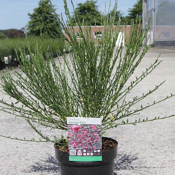 Cytisus 'Boskoop Ruby'