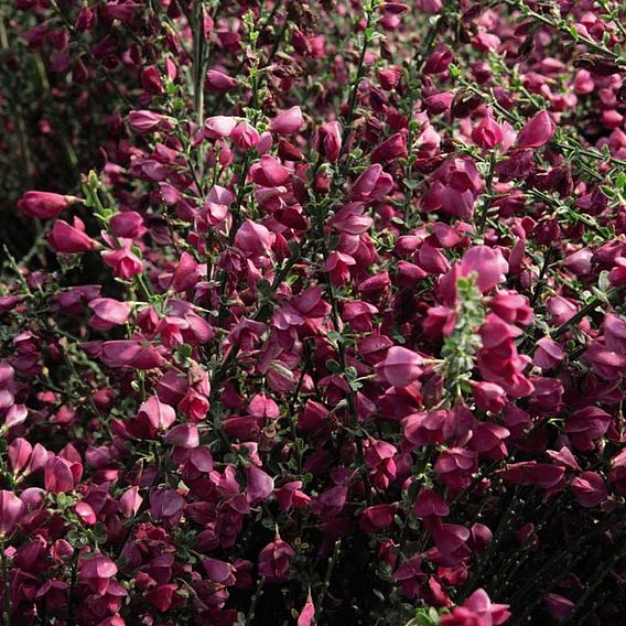 Cytisus 'Boskoop Ruby'