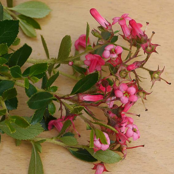 Escallonia rubra 'Macrantha'