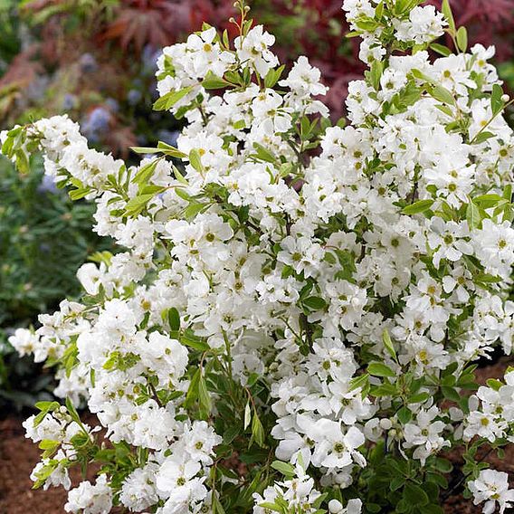 Exochorda x macrantha 'Niagara'