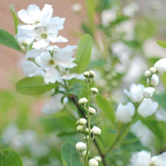 Exochorda x macrantha 'The Bride'