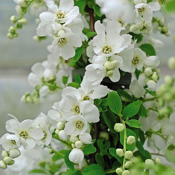 Exochorda x macrantha 'The Bride'