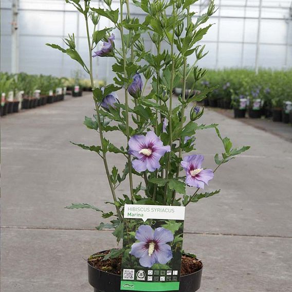 Hibiscus syriacus 'Oiseau Bleu'