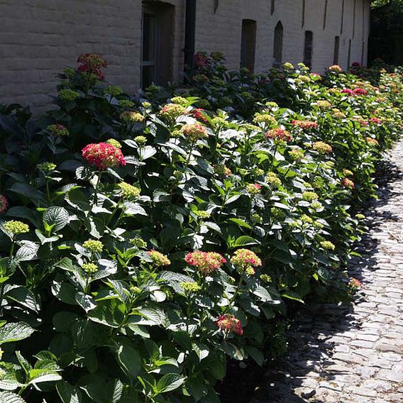 Hydrangea macrophylla 'Alpengluehen'