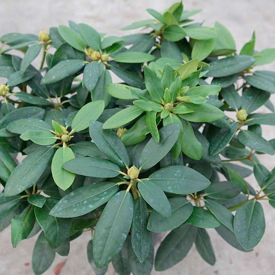 Rhododendron 'Catawbiense Grandiflorum'