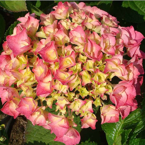 Hydrangea macrophylla 'Rosita'