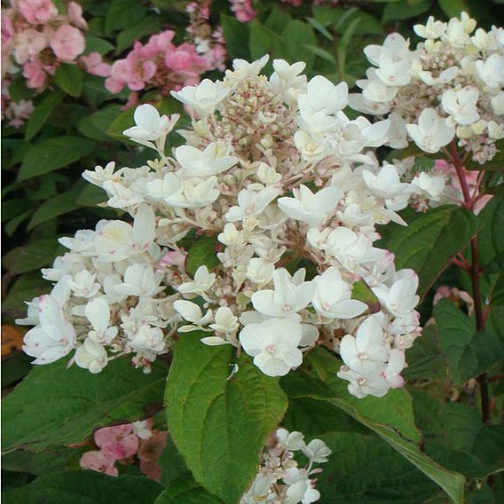 Hydrangea paniculata Plant - White Diamonds® First Editions® | Suttons