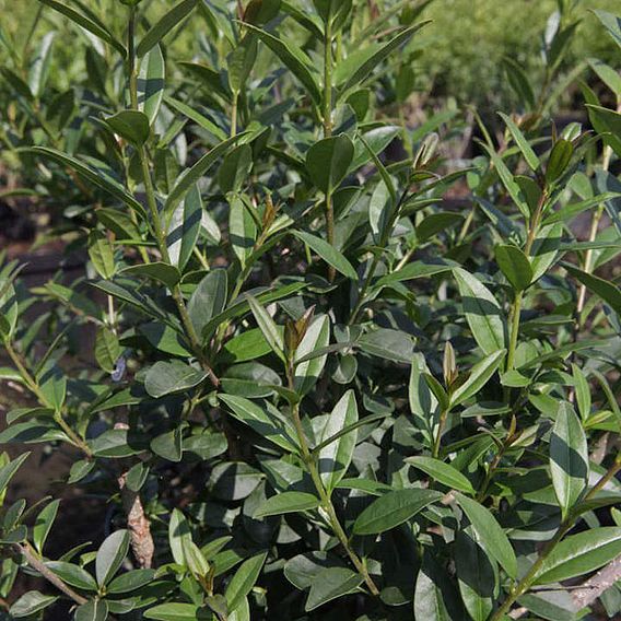 Ligustrum vulgare 'Atrovirens' (Hedging)