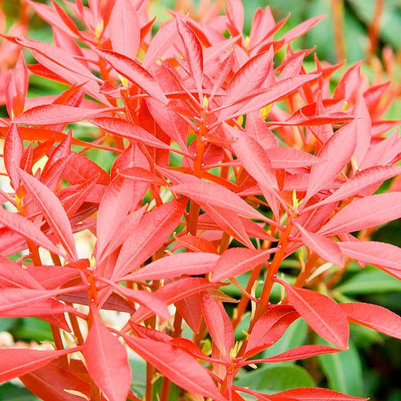 Pieris japonica 'Mountain Fire'