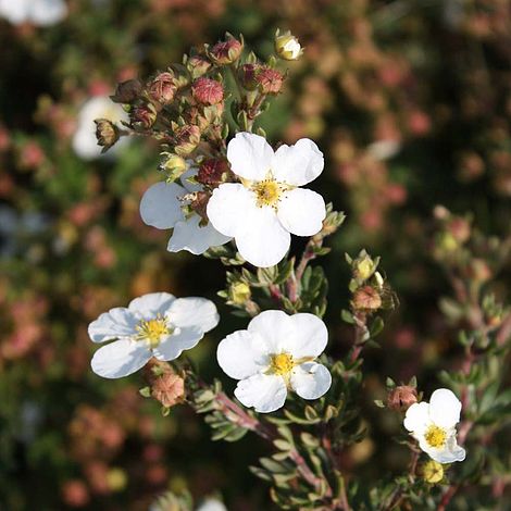 Potentilla fruticosa 'White Lady'