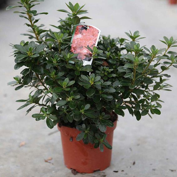 Rhododendron 'Hino Crimson'