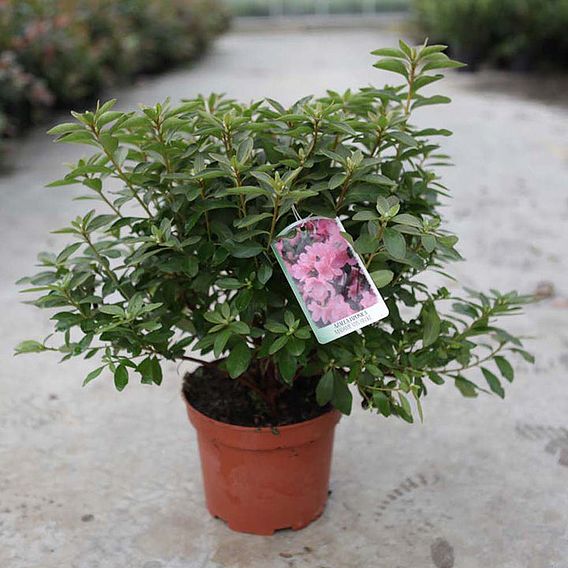 Rhododendron 'Madame Galle'