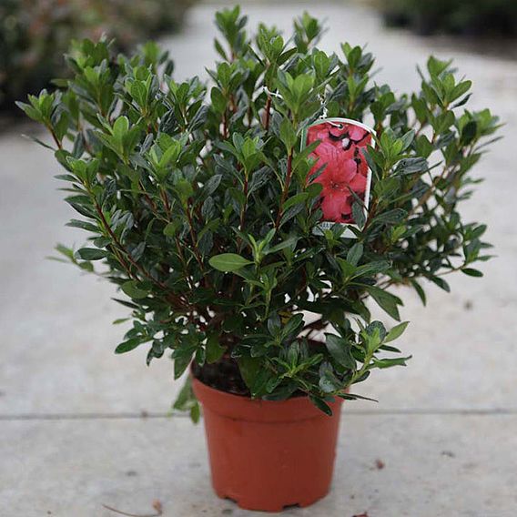 Rhododendron 'Moederkensdag'