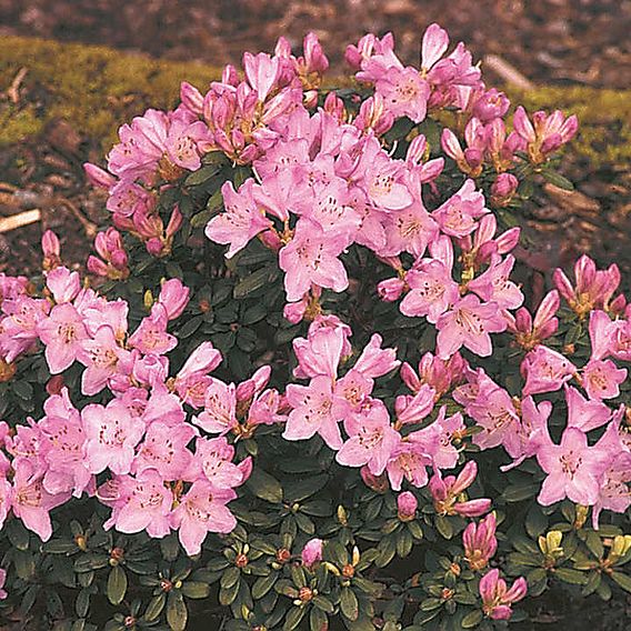 Rhododendron 'Snipe'