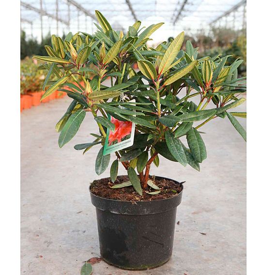 Rhododendron 'Tortoiseshell Orange'