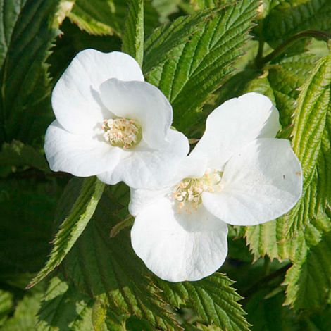 Rhodotypos scandens