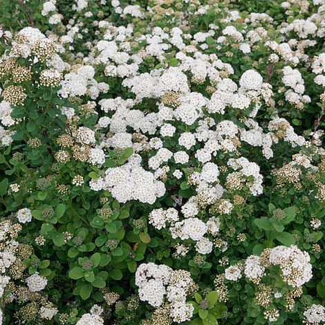 Spiraea betulifolia 'Island'