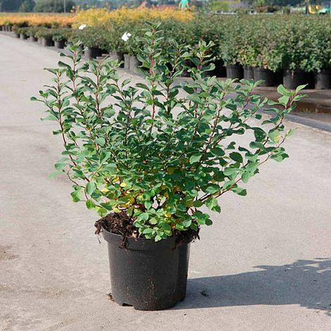 Spiraea betulifolia 'Island'