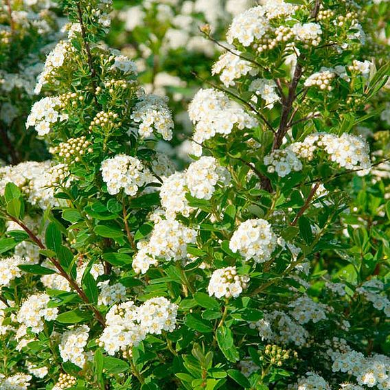 Spiraea nipponica 'Snowmound'