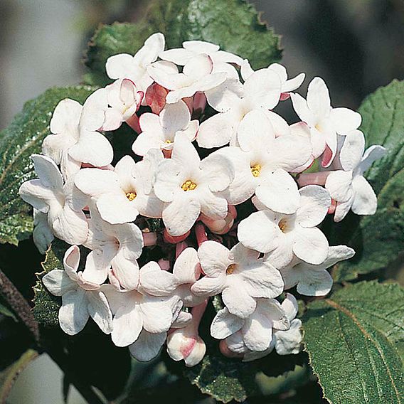 Viburnum x carlcephalum