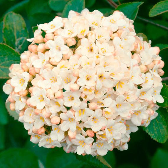 Viburnum x carlcephalum