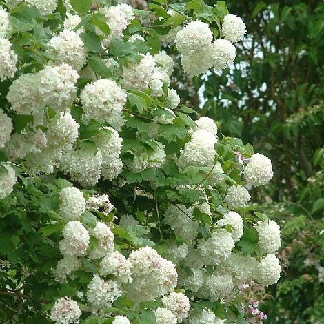 Viburnum Opulus Plant - Roseum 