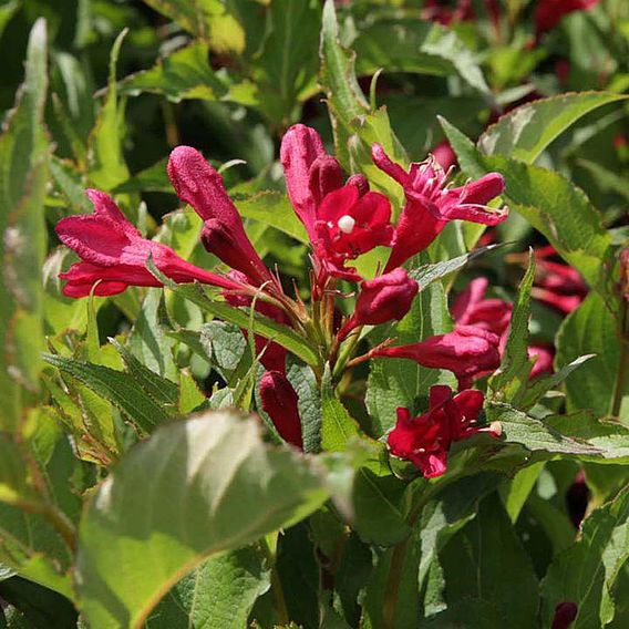 Weigela florida 'Wings of Fire'