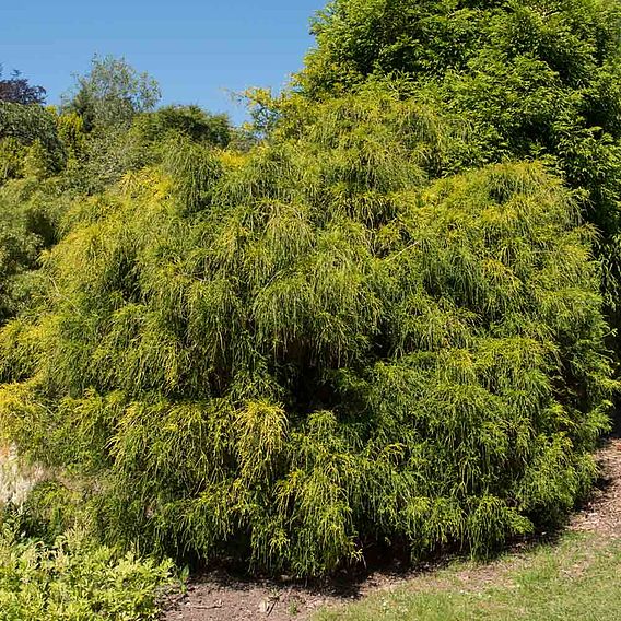 Chamaecyparis pisifera 'Filifera Nana'