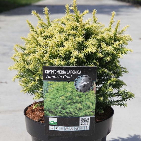 Cryptomeria japonica 'Vilmorin Gold'