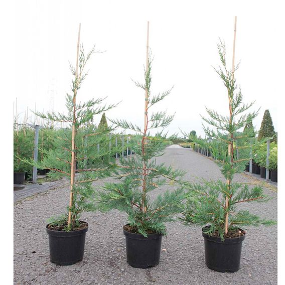 Leyland Cypress (Hedging)