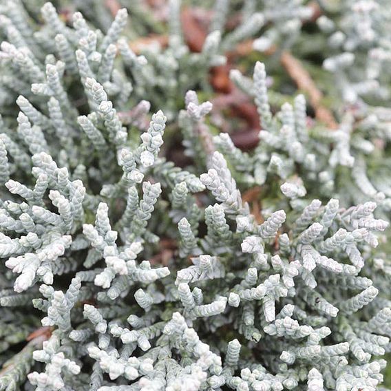 Juniperus horizontalis 'Jade River'