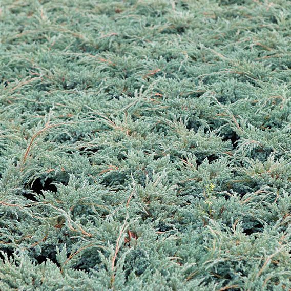 Juniperus squamata 'Blue Carpet'