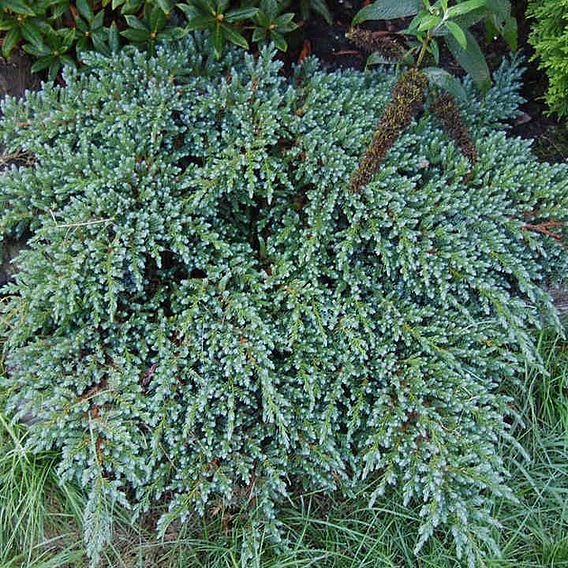 Juniperus squamata 'Meyeri'