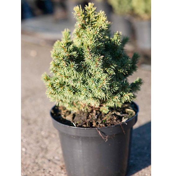 Picea glauca 'Alberta Globe'