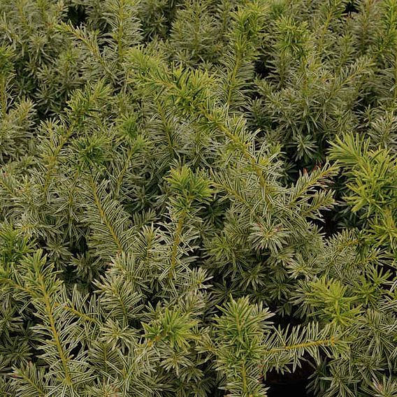 Taxus x media 'Densiformis'