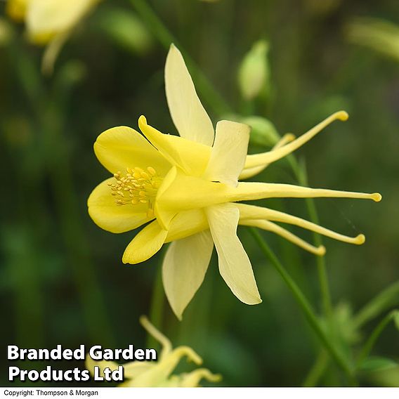 Aquilegia chrysantha 'Yellow Star'