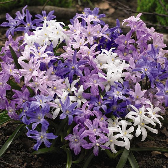 Chionodoxa luciliae 'Mixed'