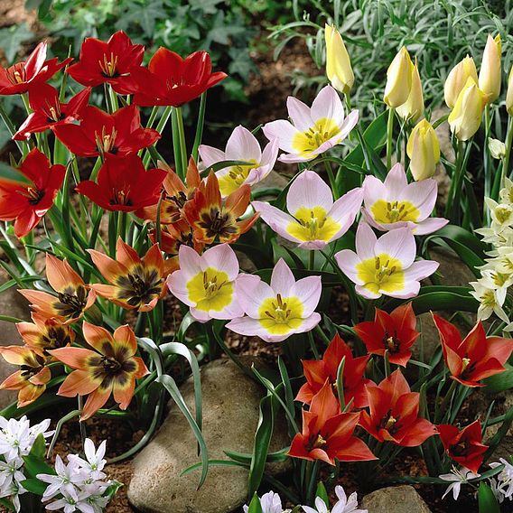 Spring Bulb Bonanza