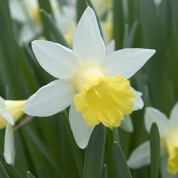 Narcissus 'Topolino'