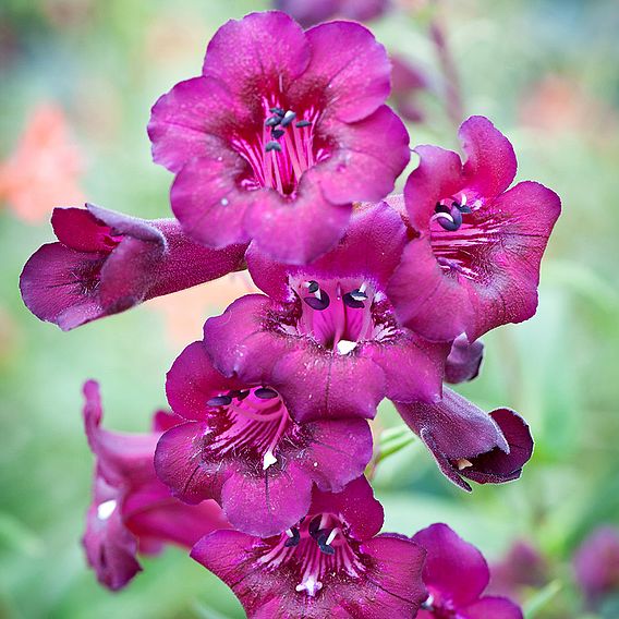 Penstemon 'Blackberry'